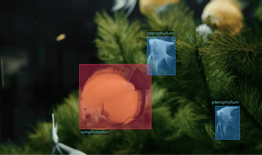 Object Detection